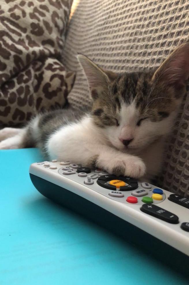 Kitten, asleep on a notebook with her paw on TV remote