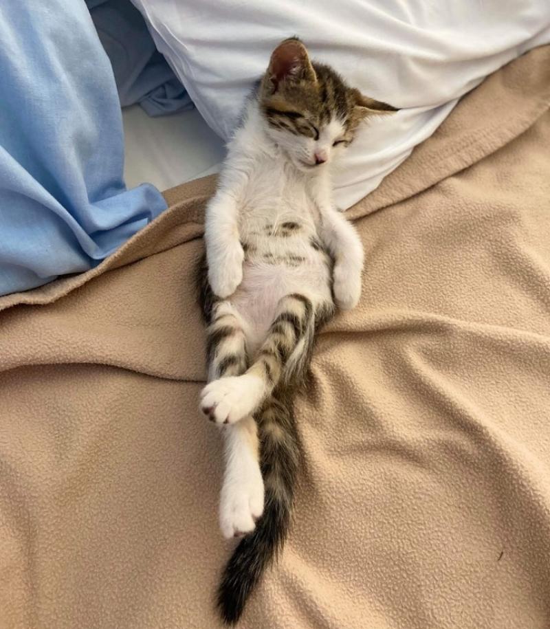 Kitten sleeping on a bed, belly up