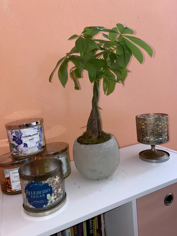 My plant child alongside a handful of 3-wick candles.