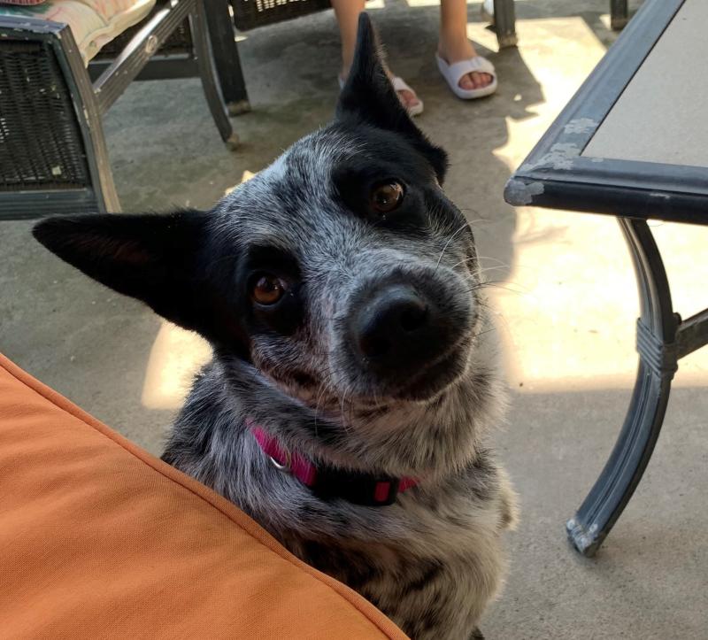 A black and white dog.