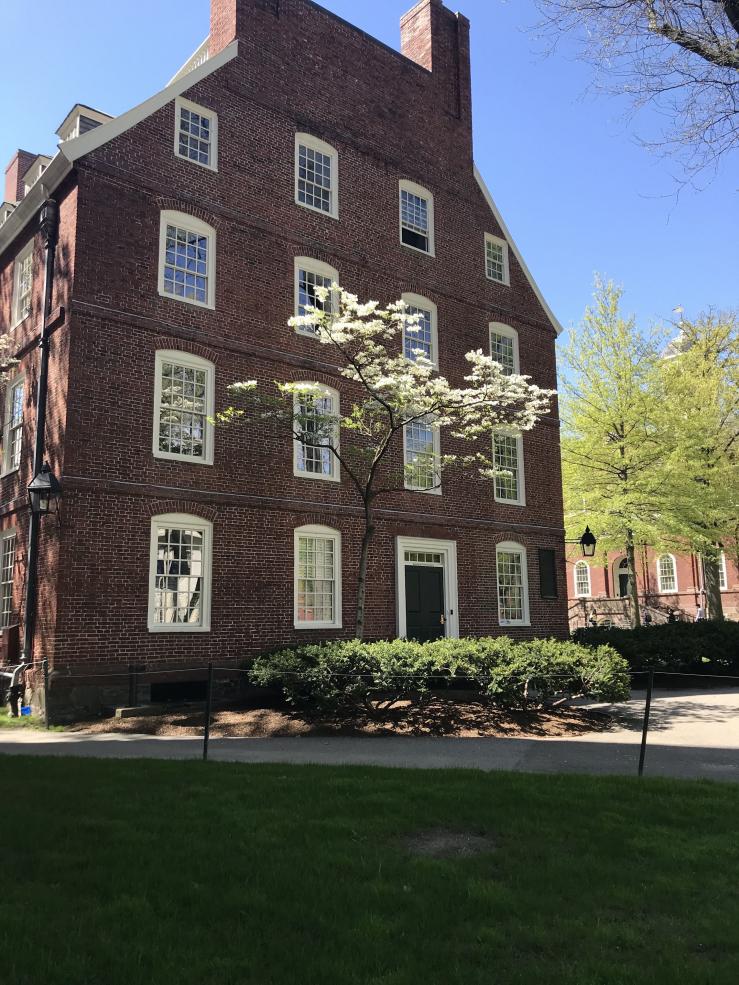 Dorm building in Harvard Yard with flowering tree in front