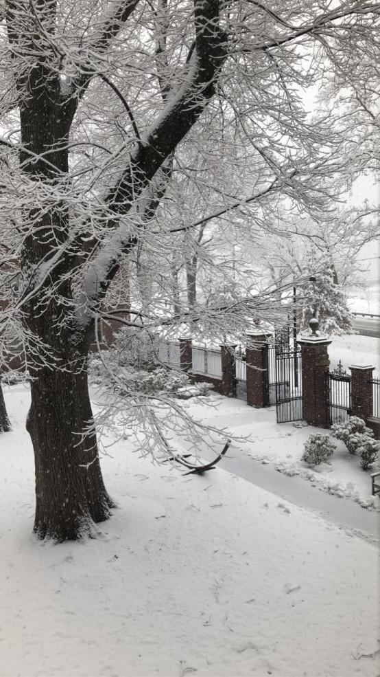 A photo of a winter day with snow covering the ground and trees