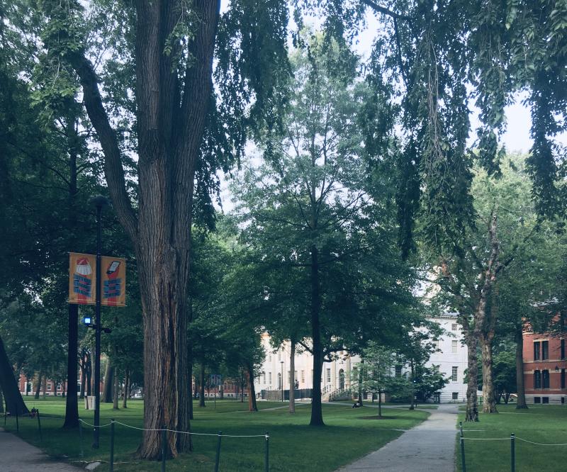 A picture of Harvard Yard