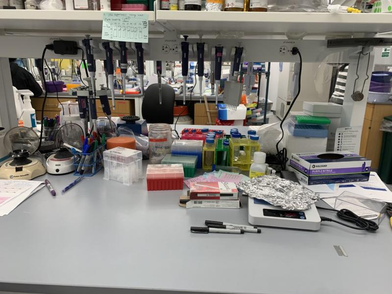 A lab workspace with pipettes, sharpies, and plates on the desk.