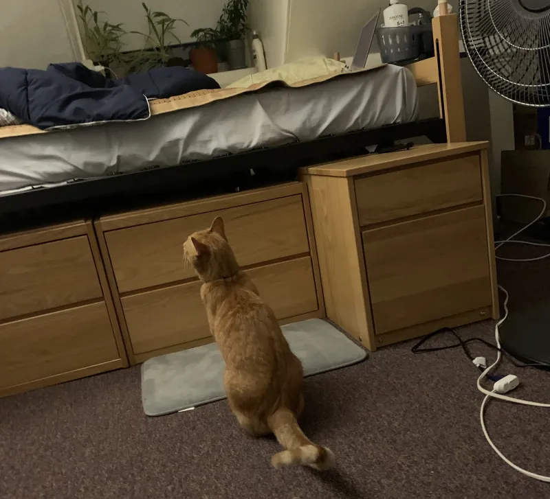 Cat sitting on a mat next to a bed, looking up at the bed.