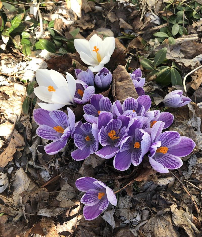 A photograph taken by María Luisa Parra-Velasco of beautiful white and purple crocus flowers.