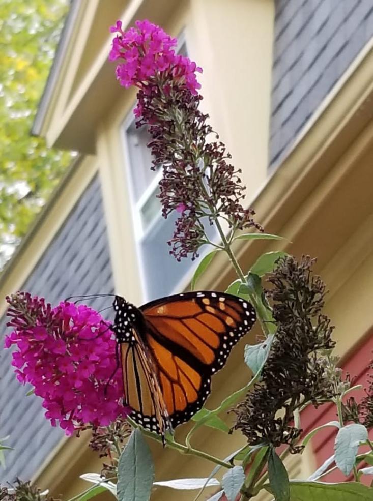 María Luisa Parra-Velasco captures a monarch butterfly on a dwarf butterfly bush.