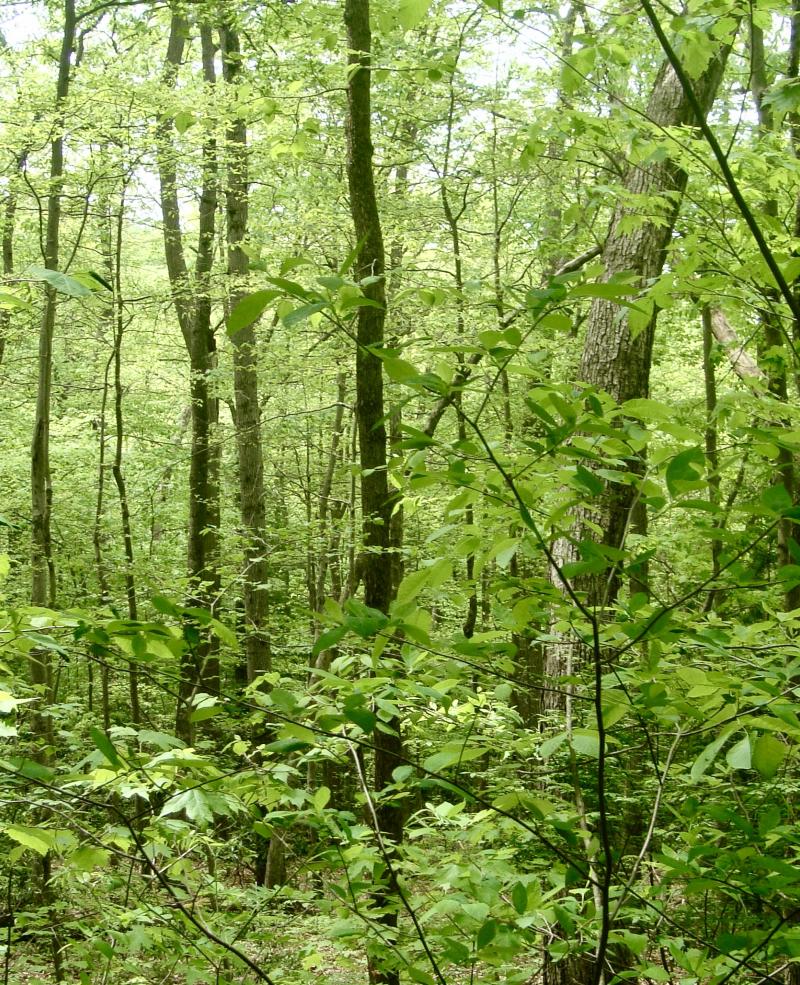 Picture of trees in a forest.