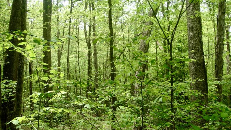 Picture of trees in a forest.