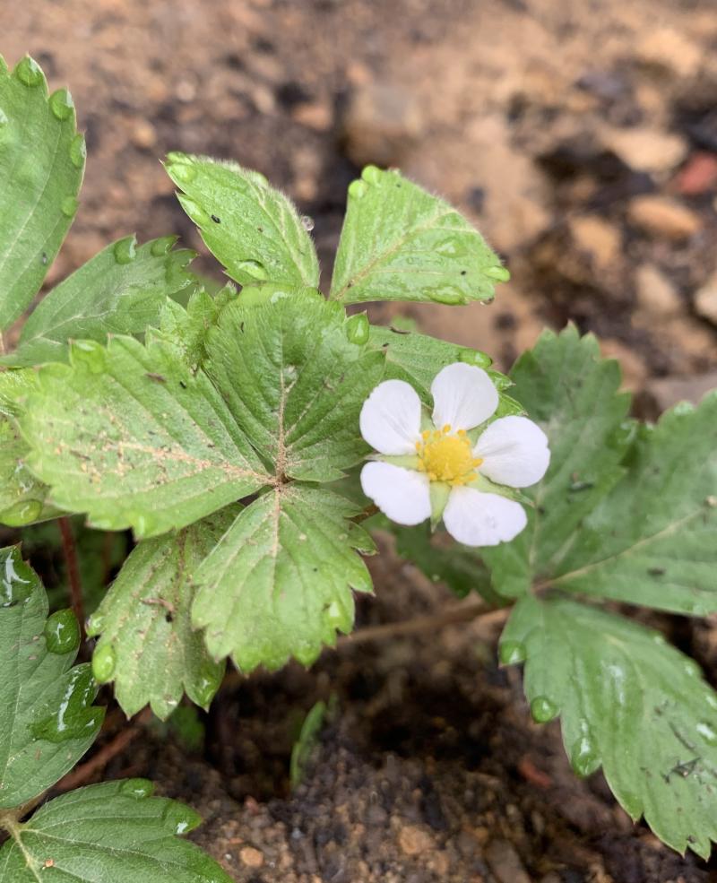 Picture of a flowering strawberry plant.