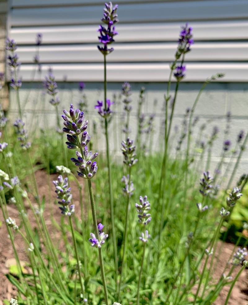 Close-up picture of a flowering lavender plant with other lavender plants in the background.