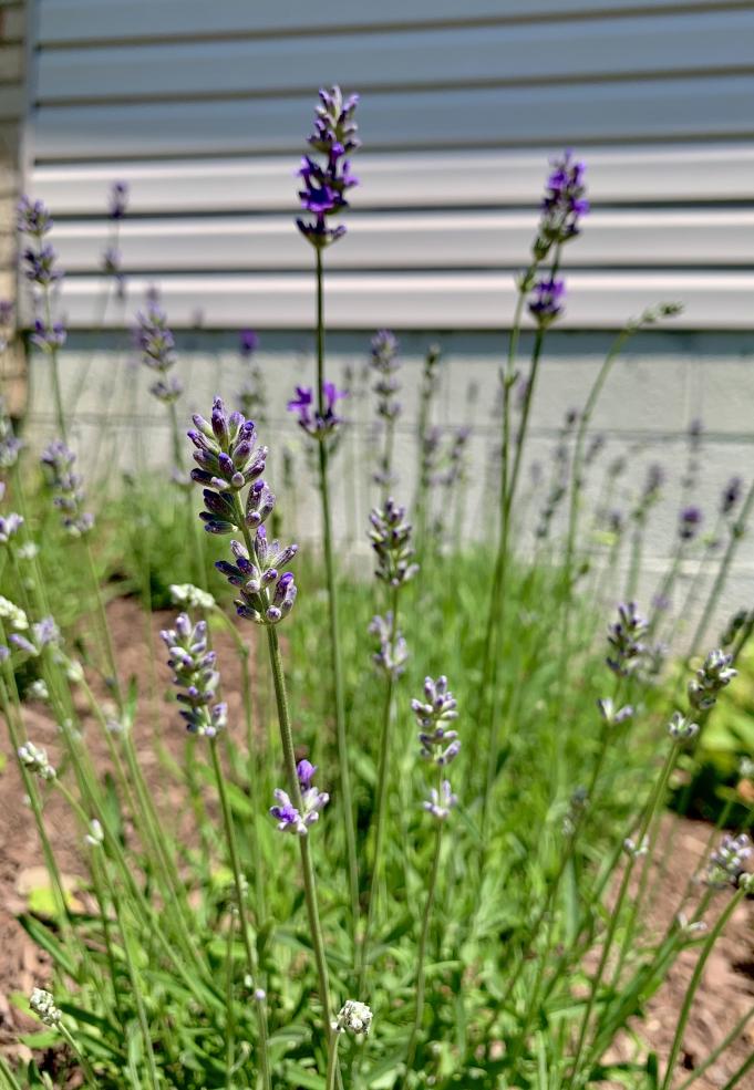 Close-up picture of a flowering lavender plant with other lavender plants in the background.