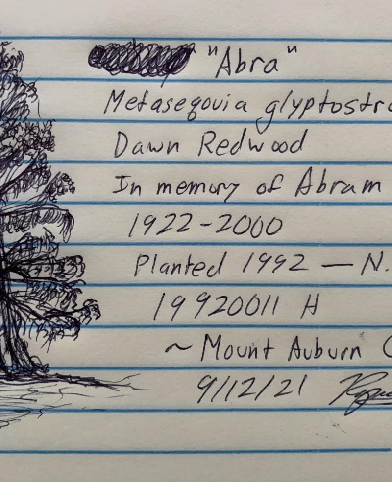 A picture of a drawing of tree with descriptors like name, location, and species beside it.