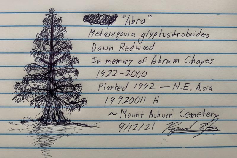 A picture of a drawing of tree with descriptors like name, location, and species beside it.