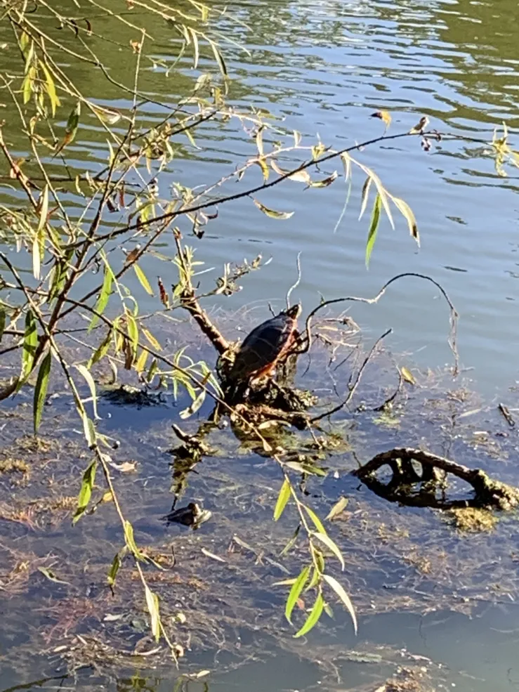 A picture of a turtle at the Mount Auburn Cemetery.