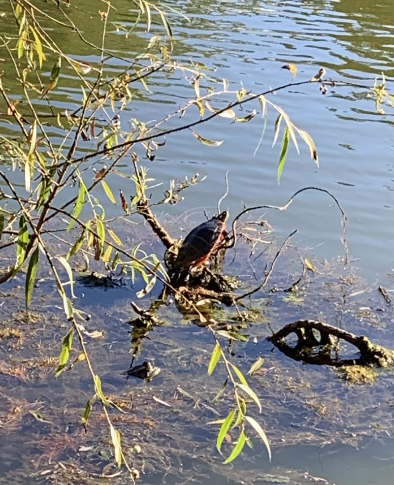 A picture of a turtle at the Mount Auburn Cemetery.