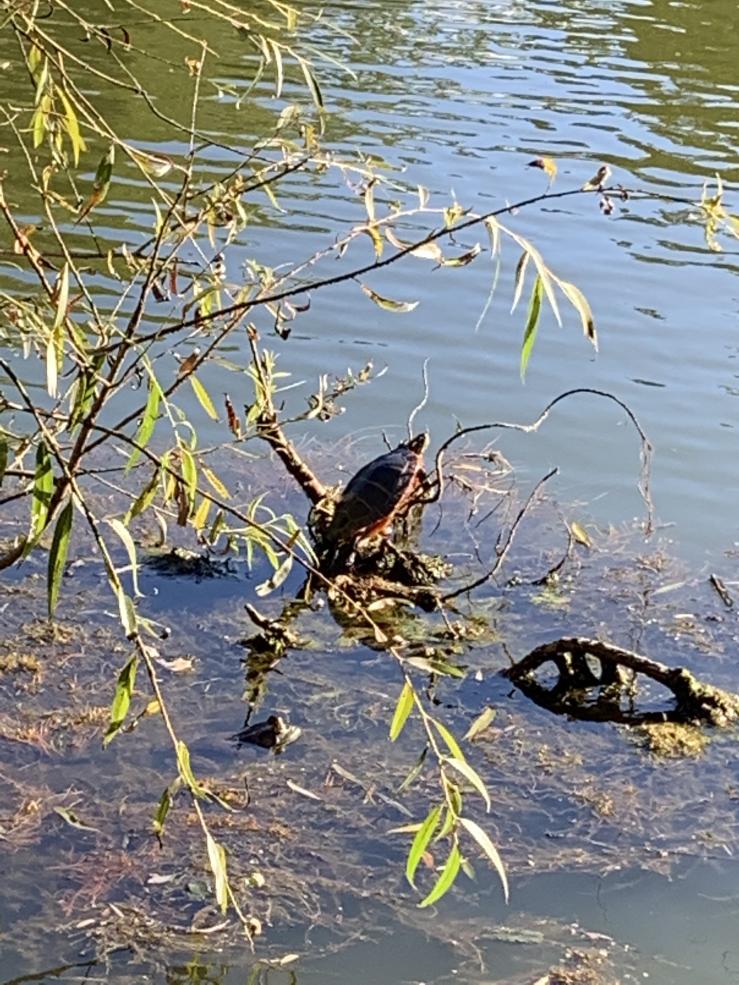 A picture of a turtle at the Mount Auburn Cemetery.