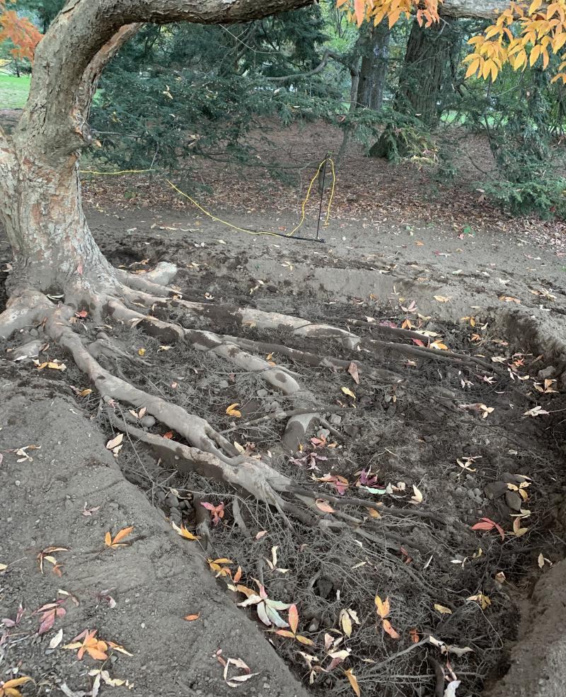 Picture of excavated tree roots at the Arnold Arboretum.