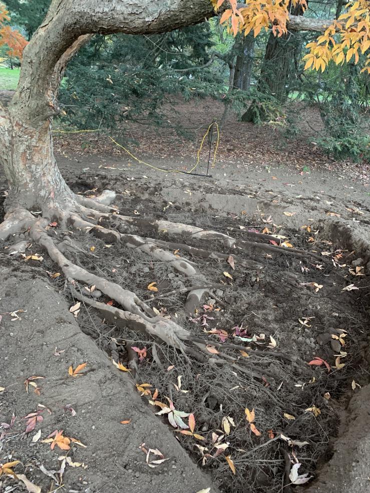 Picture of excavated tree roots at the Arnold Arboretum.
