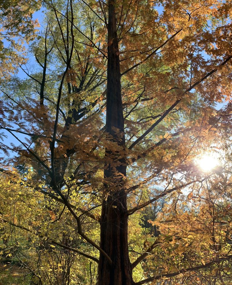 Vertical panorama of a dawn redwood tree with yellow leaves.