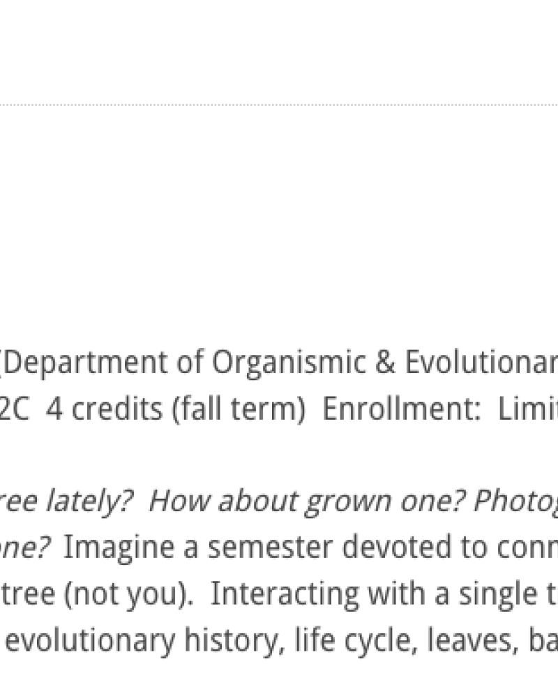 A screenshot of the class description of "Tree" posted online.