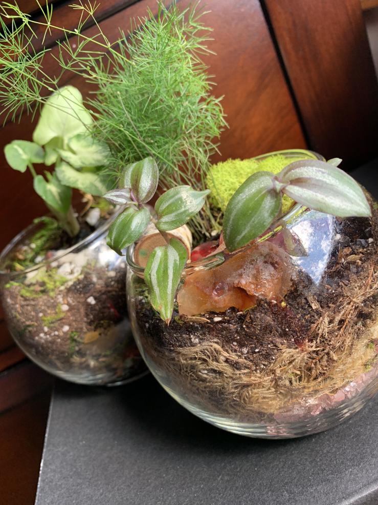 Picture of two round glass pots with houseplants in them.