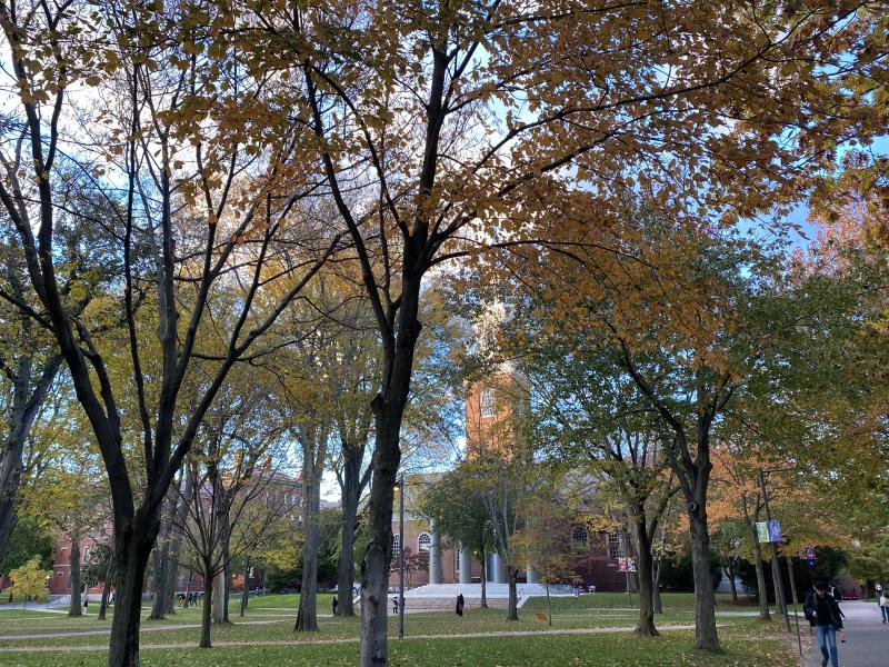 Fall foliage in Harvard Yard.
