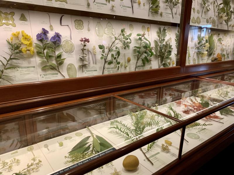 Picture of glass models of plants in glass exhibits at the Harvard Natural History Museum.