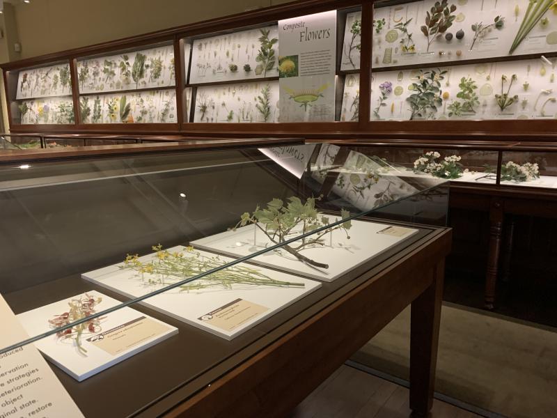 A picture of displays of glass flowers at the Harvard Natural History Museum