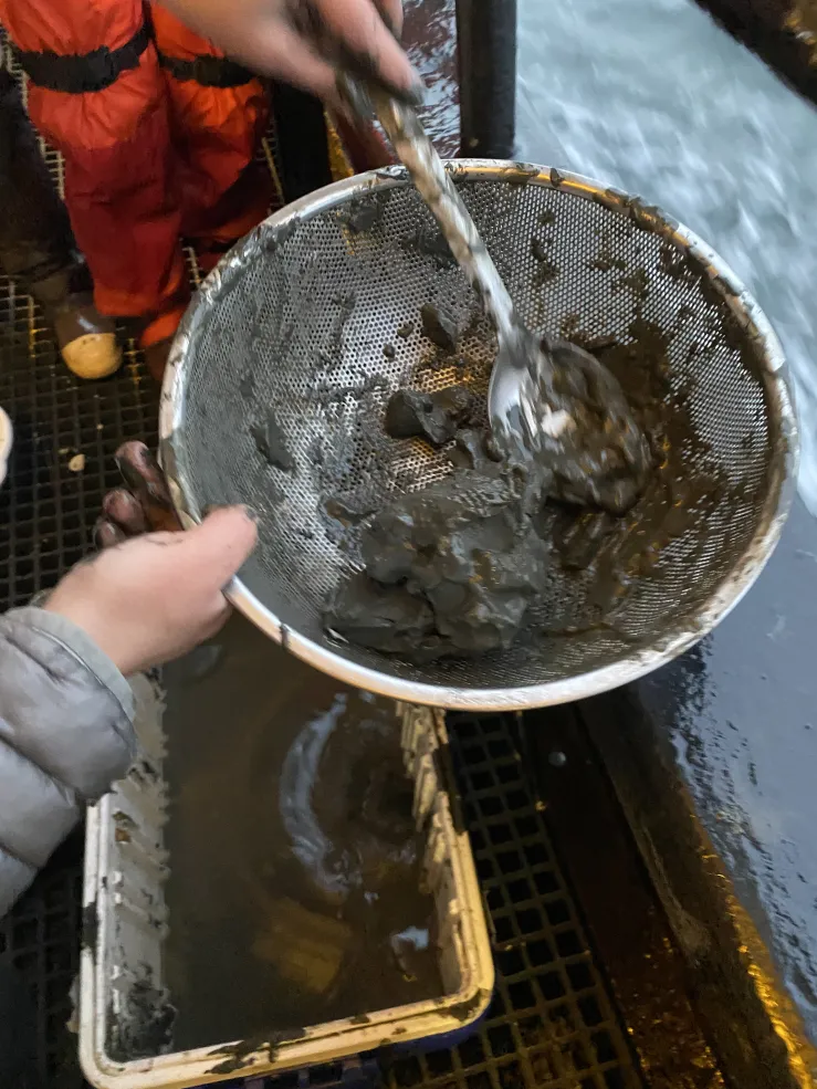 Strainer with mud being sorted