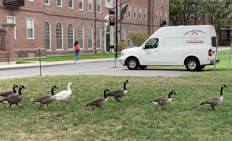Picture of waddling ducks on grass across Winthrop house