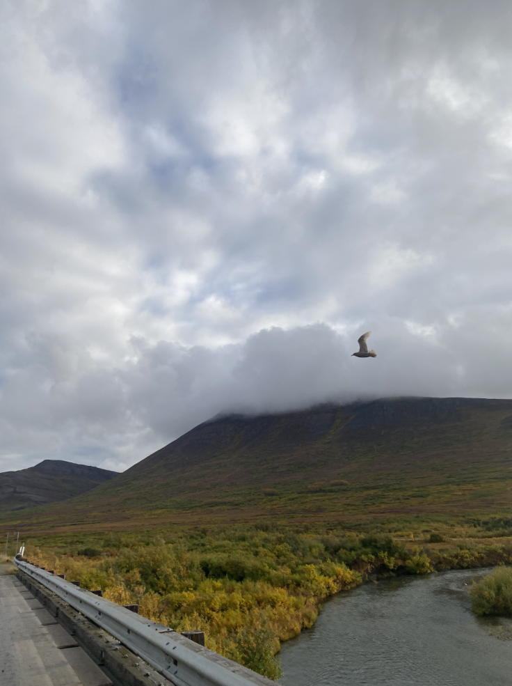 Seagull flying above tundra