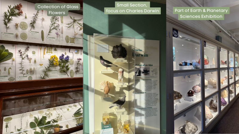Three images in a collage each showing displays from different exhibits in the Natural History Museum