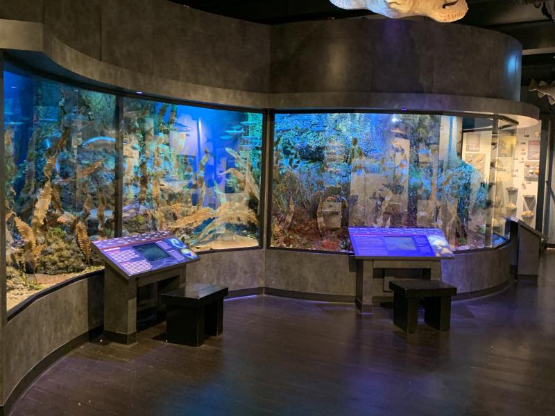 Picture of glass-encased models of aquatic creatures and life
