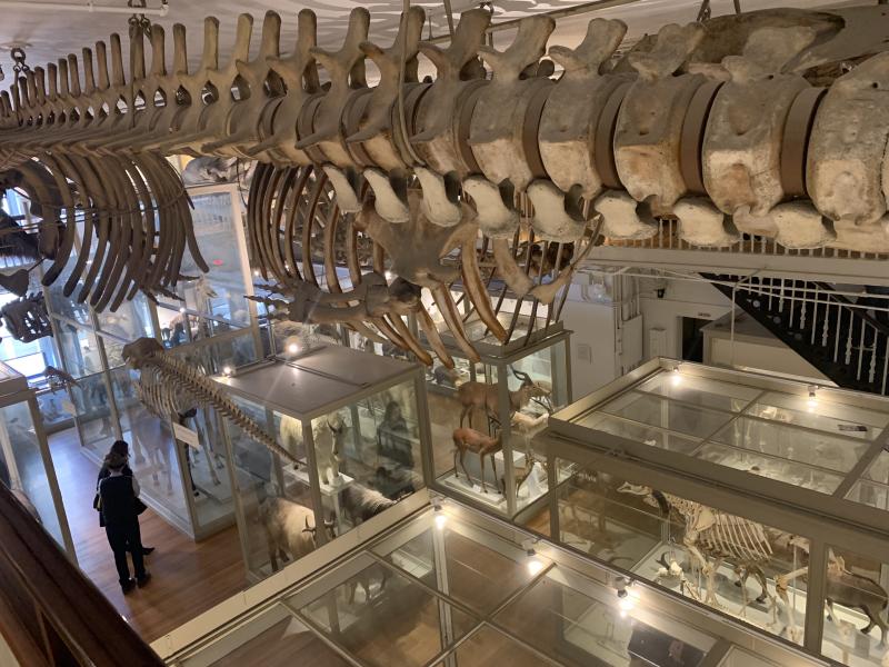 Aerial picture of mammal displays, with animal skeleton hanging from ceiling