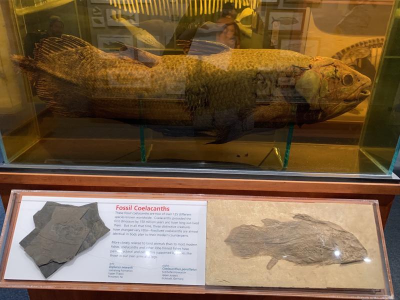 Picture of a coelacanth model (giant fish)