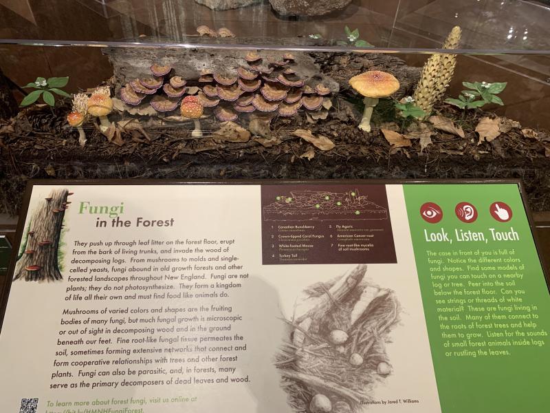 Picture of a glass-encased fungi exhibition