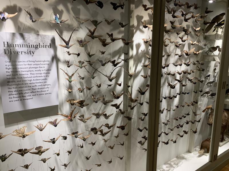 Picture of a display with over a hundred hummingbird types