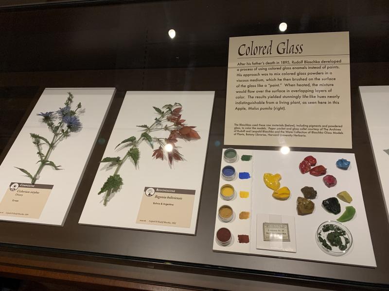 A picture of flowers and color pigments with explanation of Rudolf Blaschka&#039;s method