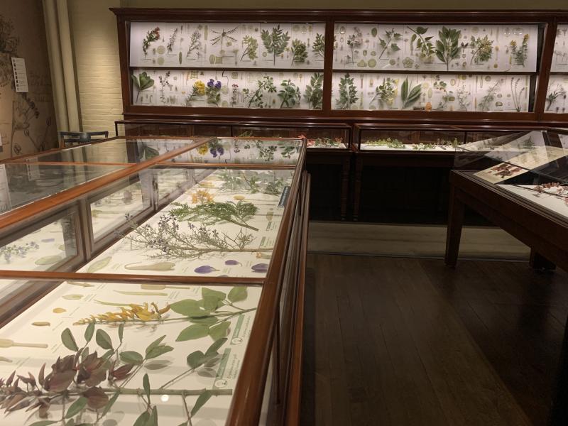 Pictures of collections of flowers and leaves encased in glass