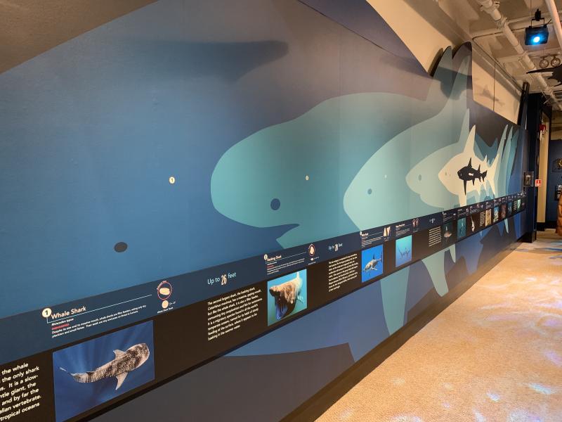 Picture of shark display and their different sizes