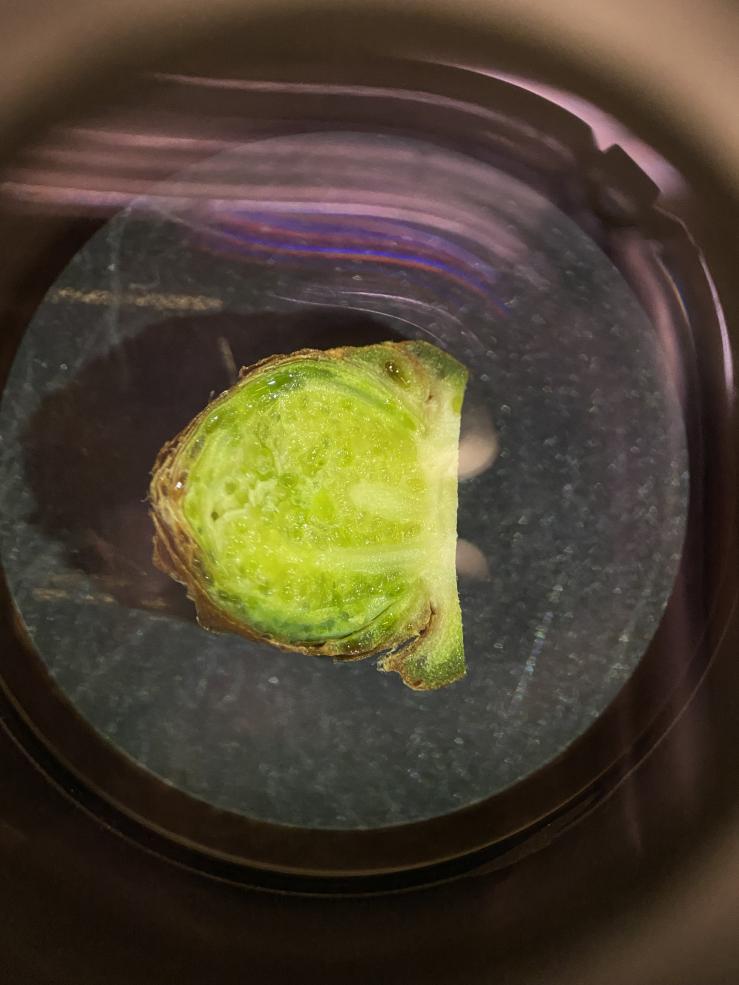 A picture of a cross section of a green tree bud