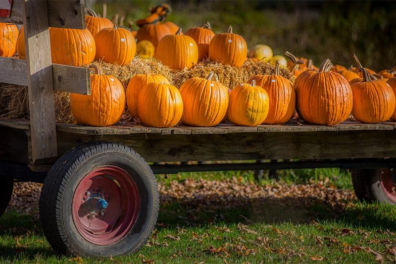 Pumpkin Patch | pc: Boston Magazine