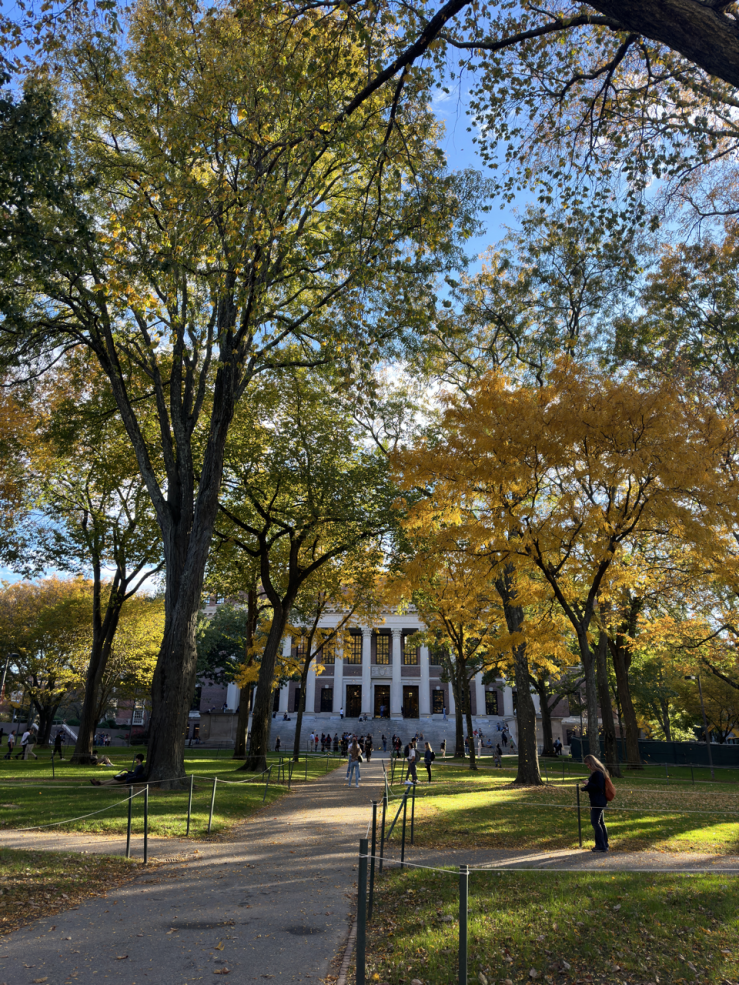 Image of yellow trees in Harvard Yard in front of Widener Library