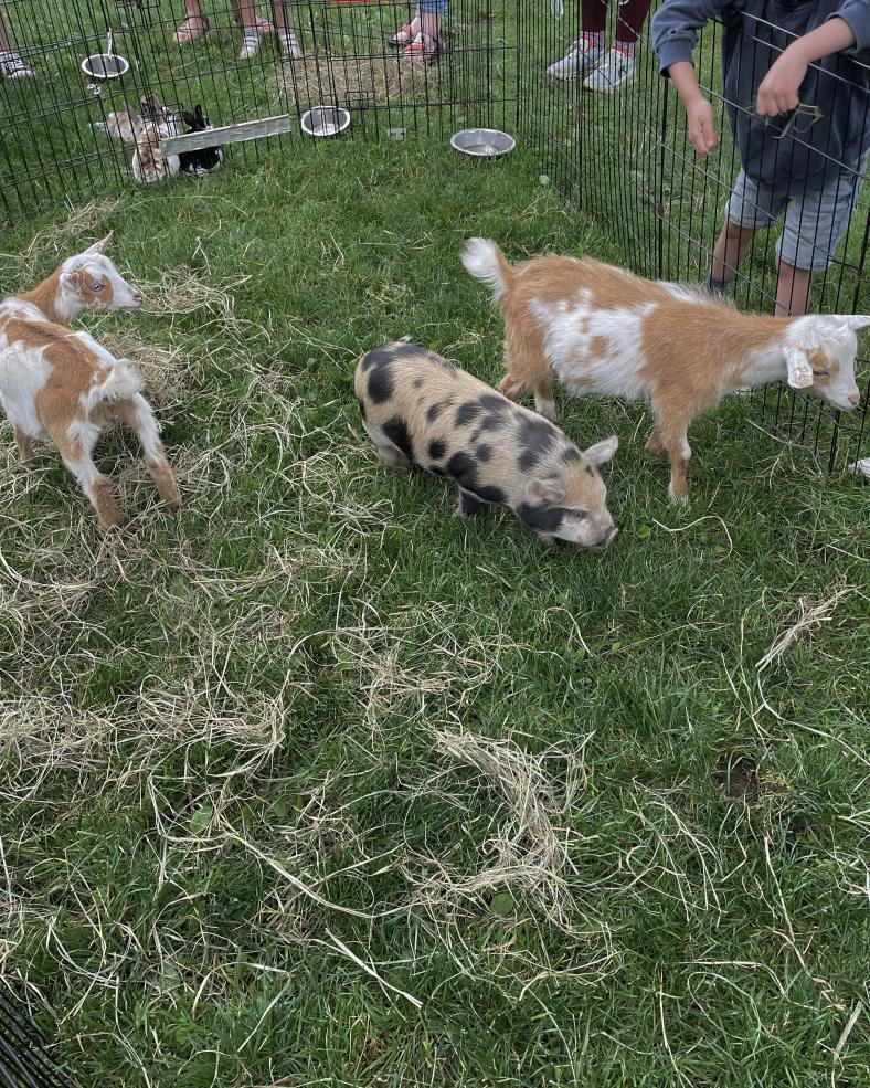 Pet Therapy at Harvard Science Center Plaza