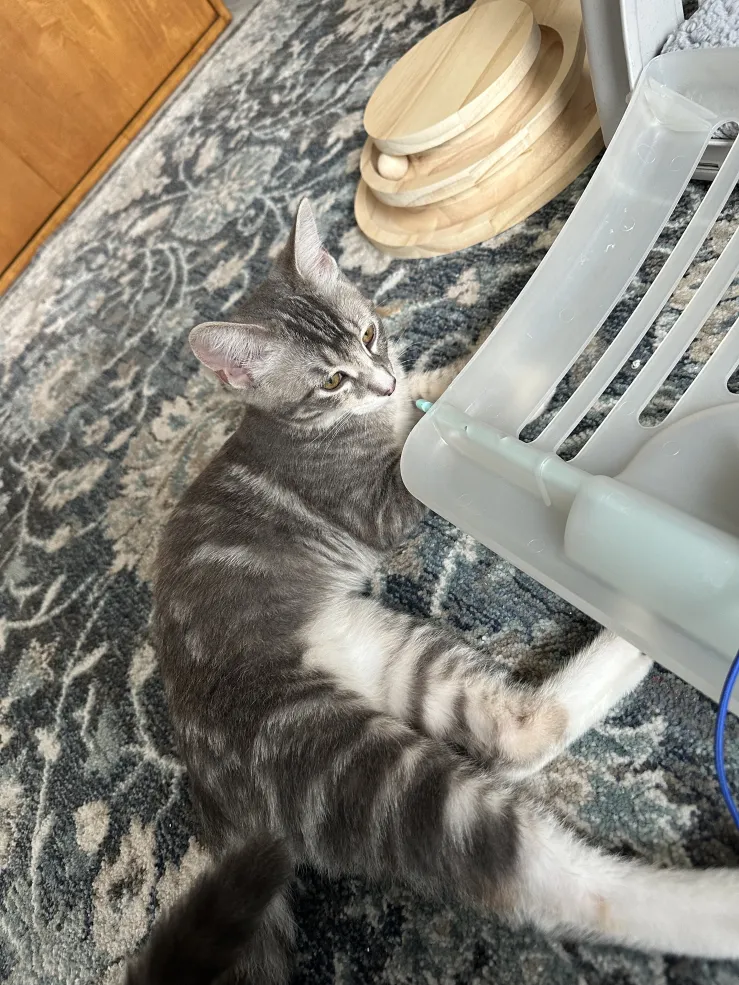 Picture of a cat named Lina, who i had the privilege of cat-sitting.