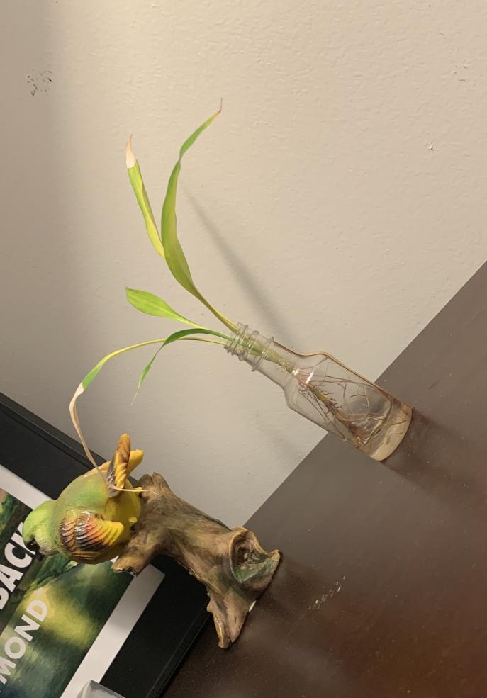 Picture of a small bamboo plant rooted in a bottle with water on top of a red wooden surface.