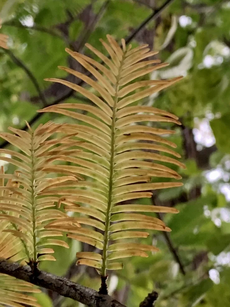 Close-up picture of a green and yellow dawn redwood leaf.