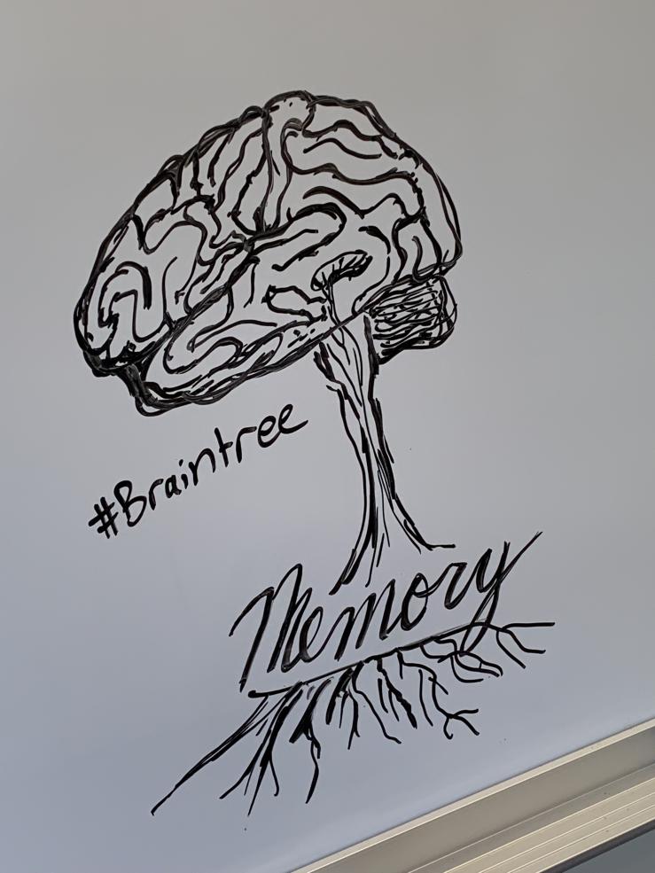Picture of a drawing of a brain on a whiteboard with the words "Memory" and "#Braintree" written beside it.