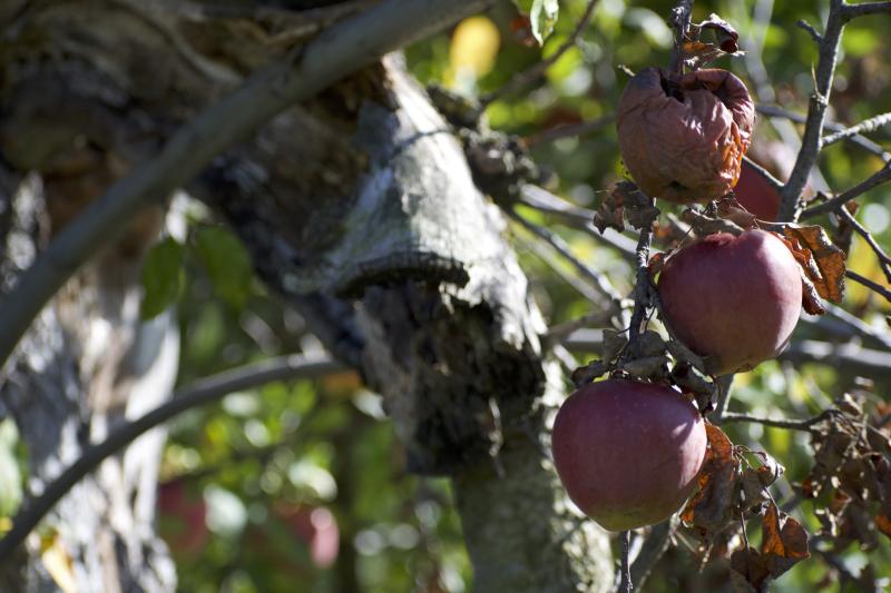 Picture of three apples hanging onto a branch of an apple tree. The top apple looks rotten.